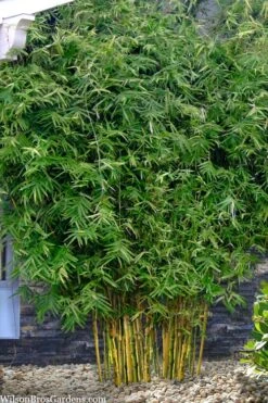 Koi Golden Bamboo (Phyllostachys Aurea 'Koi') - 3 Gallon Pot (4-6'+) -Garden Care phyllostachys aurea koi golden bamboo 101