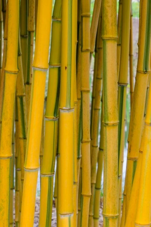 Green Groove Golden Bamboo - Phyllostachys Aureosulcata 'Spectabilis' - 3 Gallon Pot (2-4') 4 Green Groove Golden Bamboo - Phyllostachys Aureosulcata 'Spectabilis' - 3 Gallon Pot (2-4') - Image 4