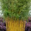 Green Groove Golden Bamboo - Phyllostachys Aureosulcata 'Spectabilis' - 3 Gallon Pot (2-4')