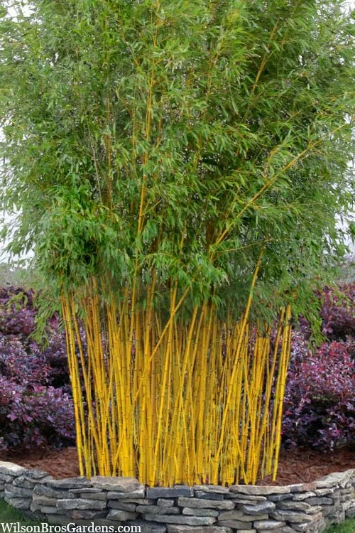 Green Groove Golden Bamboo - Phyllostachys Aureosulcata 'Spectabilis' - 3 Gallon Pot (2-4') 1 Green Groove Golden Bamboo - Phyllostachys Aureosulcata 'Spectabilis' - 3 Gallon Pot (2-4')