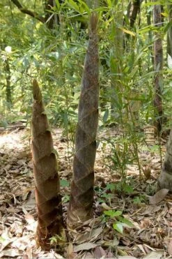 Moso Giant Bamboo (Phyllostachys Edulis 'Moso') - 3 Gallon Pot (4-6') -Garden Care phyllostachys edulis moso giant timber bamboo 100