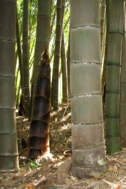Moso Giant Bamboo (Phyllostachys Edulis 'Moso') - 3 Gallon Pot (2-4') 23 Moso Giant Bamboo (Phyllostachys Edulis 'Moso') - 3 Gallon Pot (2-4') -Garden Care phyllostachys edulis moso giant timber bamboo 101 1