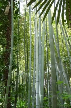 Moso Giant Bamboo (Phyllostachys Edulis 'Moso') - 3 Gallon Pot (4-6') -Garden Care phyllostachys edulis moso giant timber bamboo 105