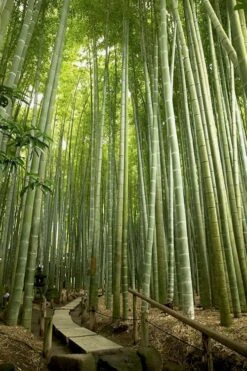 Moso Giant Bamboo (Phyllostachys Edulis 'Moso') - 3 Gallon Pot (2-4') 15 Moso Giant Bamboo (Phyllostachys Edulis 'Moso') - 3 Gallon Pot (2-4') -Garden Care phyllostachys edulis moso giant timber bamboo 106 1