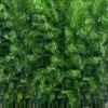Meyer's Bamboo (Phyllostachys Meyeri) - 3 Gallon Pot