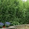Red Margin Bamboo - Phyllostachys Rubromarginata - 3 Gallon Pot (4-6')