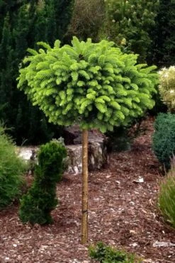 Little Gem Dwarf Norway Spruce Tree (Single Trunk) - 2 Gallon Pot -Garden Care picea abies little gem dwarf norway spruce tree 1