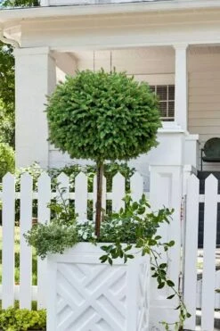 Little Gem Dwarf Norway Spruce Tree (Single Trunk) - 2 Gallon Pot -Garden Care picea abies little gem dwarf norway spruce tree 5