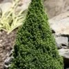 Pixie Miniature Dwarf Alberta Spruce - Quart Pot