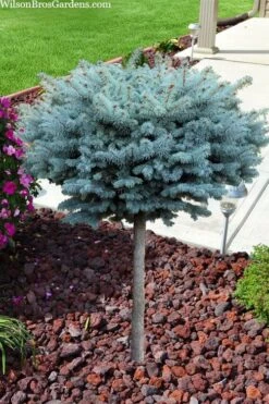 Dwarf Globe Blue Spruce Topiary Tree (Picea Pungens 'Globosa') - 5 Gallon Pot 8 Dwarf Globe Blue Spruce Topiary Tree (Picea Pungens 'Globosa') - 5 Gallon Pot -Garden Care picea pungens glauca globosa dwarf globe colorado blue spruce topiary tree 2