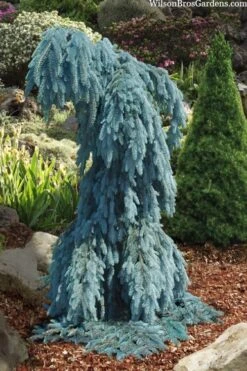 Slenderina Weeping Colorado Blue Spruce - 1 Gallon Pot -Garden Care picea pungens glauca slenderina pendula weeping colorado spruce 4