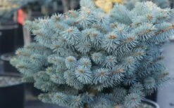 Dwarf Globe Blue Spruce Topiary Tree (Picea Pungens 'Globosa') - 5 Gallon Pot 9 Dwarf Globe Blue Spruce Topiary Tree (Picea Pungens 'Globosa') - 5 Gallon Pot -Garden Care picea pungens globosa dwarf globe blue spruce 2
