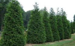 Green Giant Arborvitae (Thuja) - 5 Gallon Pot 9 Green Giant Arborvitae (Thuja) - 5 Gallon Pot -Garden Care picture arborvitae green giant 2 1