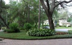 Asian Jasmine - Asiatic Jasmine - 1 Gallon Pot -Garden Care picture asian jasmine 8 1