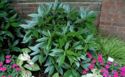 Sawtoothed Aucuba Serratifolia - 3 Gallon Pot -Garden Care picture aucuba sawtoothed