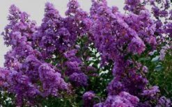 Twilight Purple Crape Myrtle - 7 Gallon Pot (5-6') -Garden Care picture crape myrtle twilight 1 1