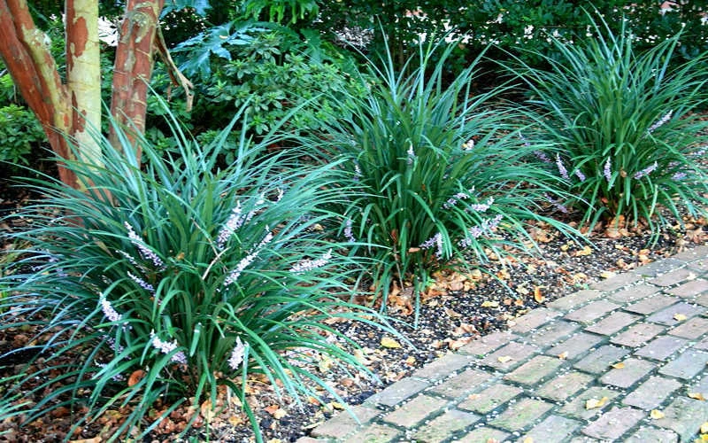 Emerald Goddess Liriope (Lilyturf) - 1 Gallon Pot 7 Emerald Goddess Liriope (Lilyturf) - 1 Gallon Pot - Image 7