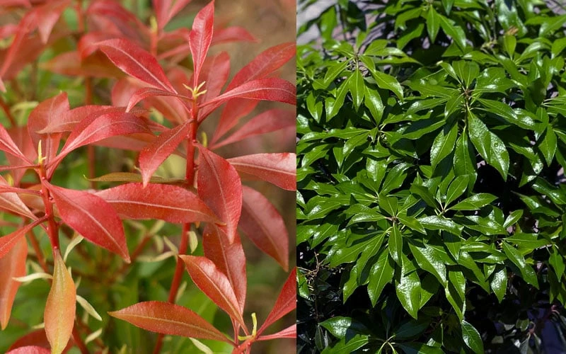 Dorothy Wycoff Pieris - 3 Gallon Pot 5 Dorothy Wycoff Pieris - 3 Gallon Pot - Image 5