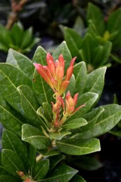 Southern Lady Pieris - 3 Gallon Pot -Garden Care pieris japonica southern lady 2