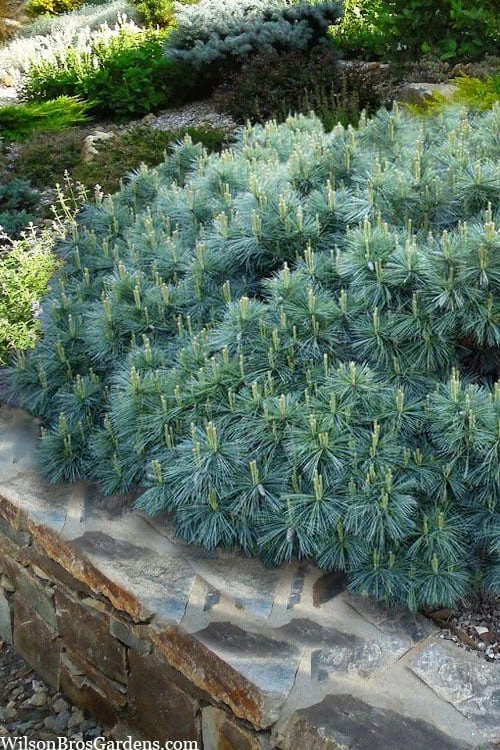 Coney Island White Pine - 2 Gallon Pot 1 Coney Island White Pine - 2 Gallon Pot