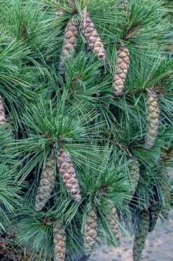 Coney Island White Pine - 2 Gallon Pot 7 Coney Island White Pine - 2 Gallon Pot -Garden Care pinus strobus coney island white pine 11