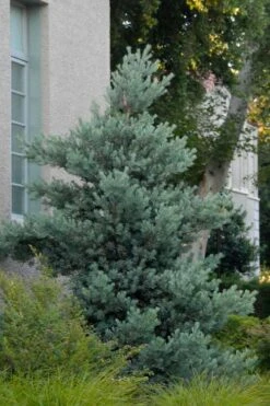 Blue Podocarpus Yew - 3 Gallon Pot -Garden Care podocarpus elongatus blue podocarpus 1