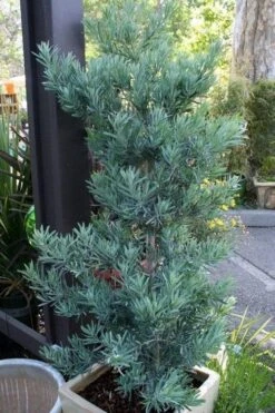 Blue Podocarpus Yew - 3 Gallon Pot -Garden Care podocarpus elongatus blue podocarpus 4