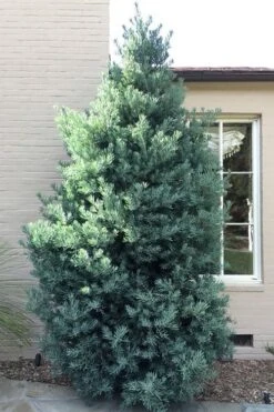 Blue Podocarpus Yew - 3 Gallon Pot -Garden Care podocarpus elongatus blue podocarpus 5