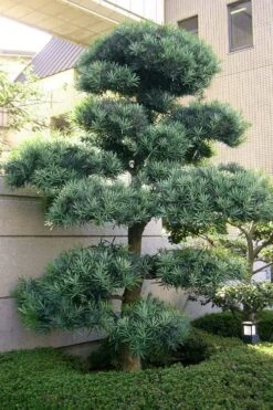 Blue Podocarpus Yew - 3 Gallon Pot -Garden Care podocarpus elongatus blue podocarpus 6