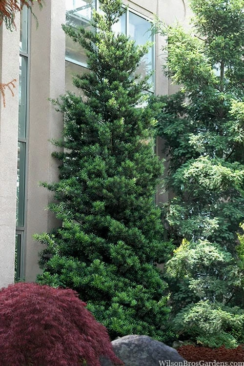 Podocarpus Macrophyllus Upright Yew - 7 Gallon Pot (3-4') 1 Podocarpus Macrophyllus Upright Yew - 7 Gallon Pot (3-4')