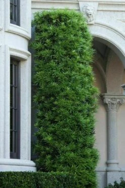 Podocarpus Macrophyllus Upright Yew - 7 Gallon Pot (4-5') -Garden Care podocarpus macrophyllus upright yew 104