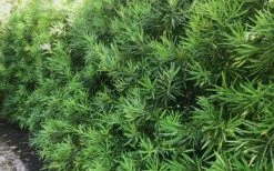 Podocarpus Macrophyllus Upright Yew - 7 Gallon Pot (4-5') -Garden Care podocarpus macrophyllus upright yew 105