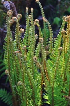 Western Sword Fern (Polystichum Munitum) - 1 Gallon Pot -Garden Care polystichum munitum western sword fern 10