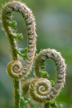 Western Sword Fern (Polystichum Munitum) - 1 Gallon Pot -Garden Care polystichum munitum western sword fern 2