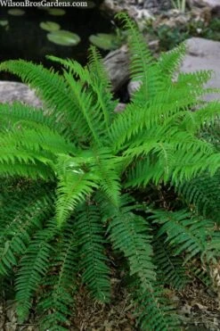 Western Sword Fern (Polystichum Munitum) - 1 Gallon Pot -Garden Care polystichum munitum western sword fern 4