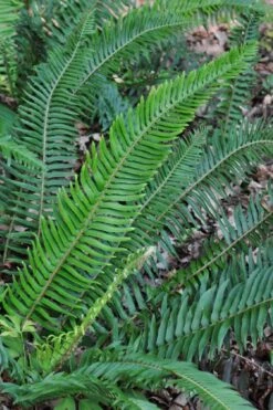 Western Sword Fern (Polystichum Munitum) - 1 Gallon Pot -Garden Care polystichum munitum western sword fern 5