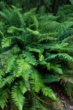 Western Sword Fern (Polystichum Munitum) - 1 Gallon Pot -Garden Care polystichum munitum western sword fern 8