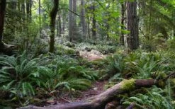 Western Sword Fern (Polystichum Munitum) - 1 Gallon Pot -Garden Care polystichum munitum western sword fern 9