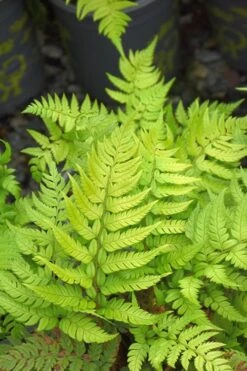 Korean Rock Fern - 6 Pack Of 1 Gallon Pots -Garden Care polystichum tsus simense korean rock fern 4