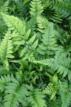 Korean Rock Fern - 6 Pack Of 1 Gallon Pots -Garden Care polystichum tsus simense korean rock fern 5