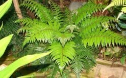 Korean Rock Fern - 6 Pack Of 1 Gallon Pots -Garden Care polystichum tsus simense korean rock fern 6
