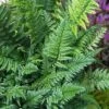 Korean Rock Fern - 6 Pack Of 1 Gallon Pots
