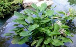 Heartleaf Purple Pickerel Weed (Pontaderia Cordata) - 1 Gallon Pot -Garden Care pontederia cordata pickerel weed 3
