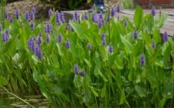 Heartleaf Purple Pickerel Weed (Pontaderia Cordata) - 1 Gallon Pot -Garden Care pontederia cordata pickerel weed 4
