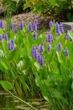 Heartleaf Purple Pickerel Weed (Pontaderia Cordata) - 1 Gallon Pot -Garden Care pontederia cordata pickerel weed 5