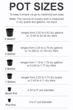 Golden Square Stem Bamboo (Chimonobambusa Quadrangularis 'Suow') - 3 Gallon Pot -Garden Care pot size chart 2022 190