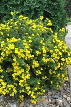 Dakota Sunspot Shrubby Cinquefoil (Potentilla Fruticosa) - 2 Gallon Pot -Garden Care potentilla fruticosa dakota sunspot shrubby cinquefoil 2