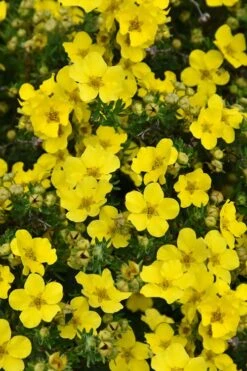 Dakota Sunspot Shrubby Cinquefoil (Potentilla Fruticosa) - 2 Gallon Pot -Garden Care potentilla fruticosa dakota sunspot shrubby cinquefoil 3
