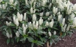 Zabel Laurel (Prunus Laurocersasus 'Zabeliana') - 6 Pack Of 1 Gallon Pots -Garden Care prunus laurocerasus zabeliana zabel cherry laurel 1