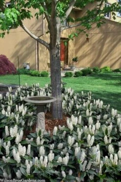 Zabel Laurel (Prunus Laurocersasus 'Zabeliana') - 6 Pack Of 1 Gallon Pots -Garden Care prunus laurocerasus zabeliana zabel cherry laurel 2